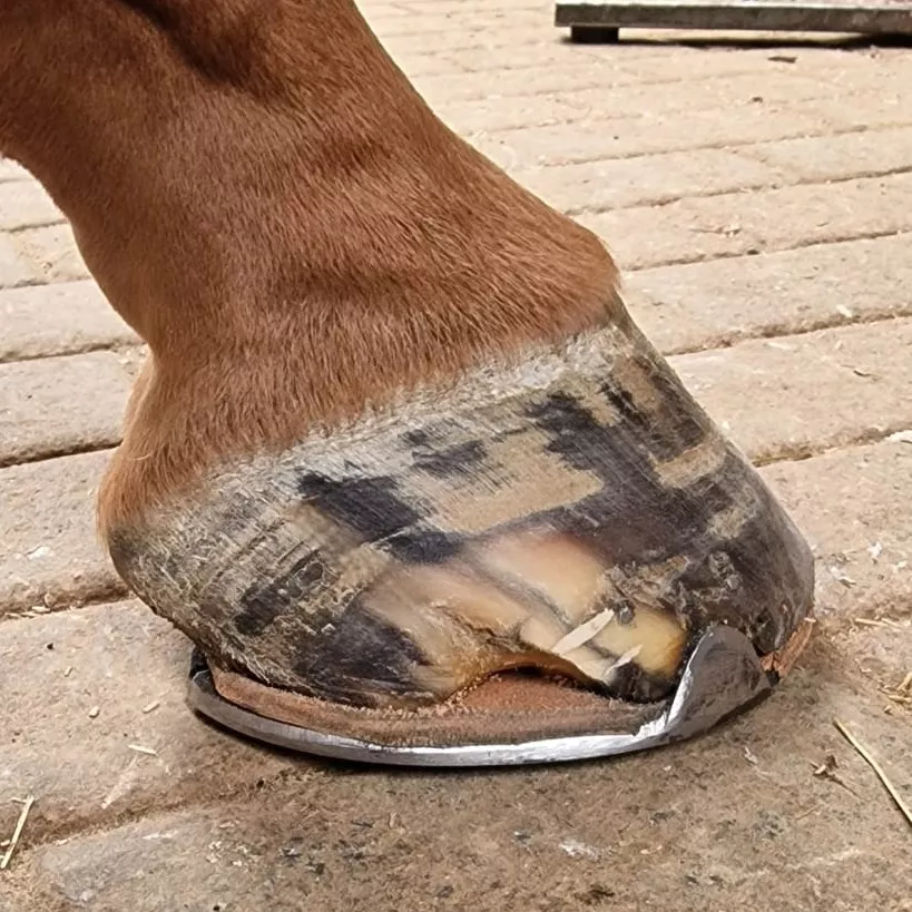 Hornspalt herausgewachsen Hornspalt herausgewachsen