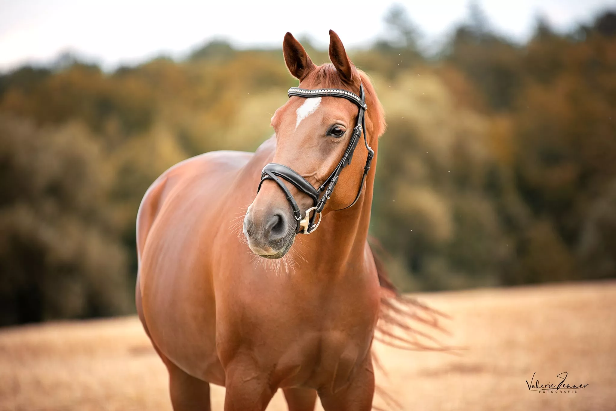 Portrait vom Pferd mit Hornspalt